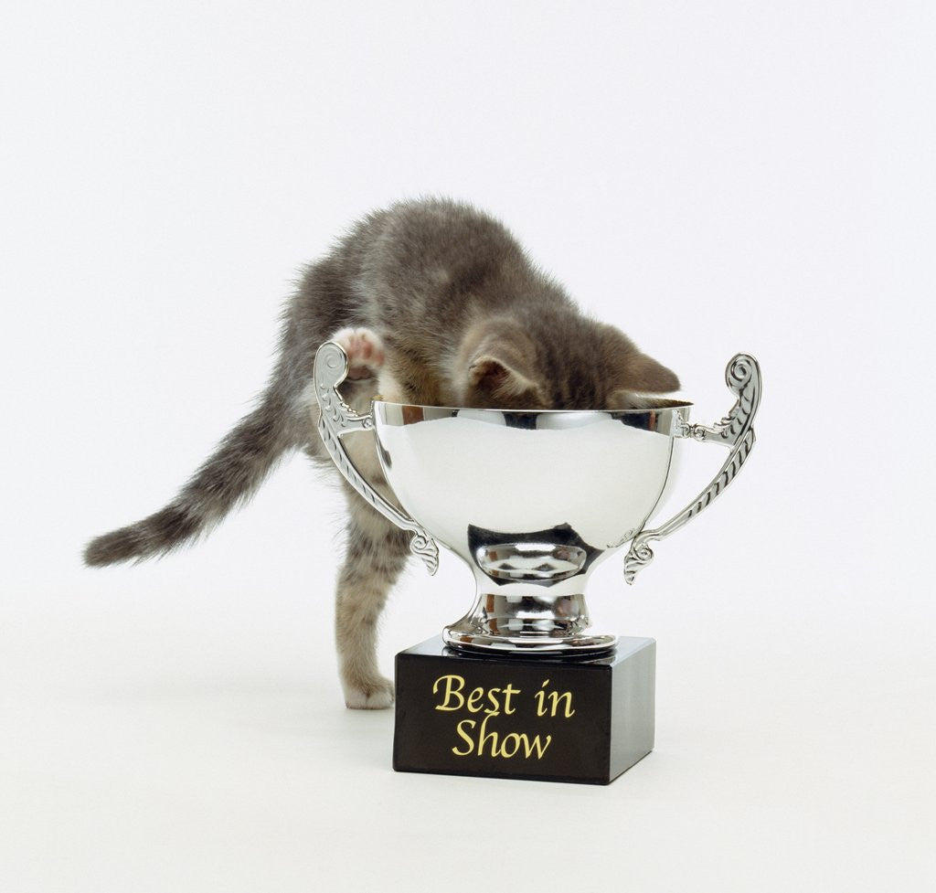 Detail of Kitten Climbing into Trophy by Anonymous