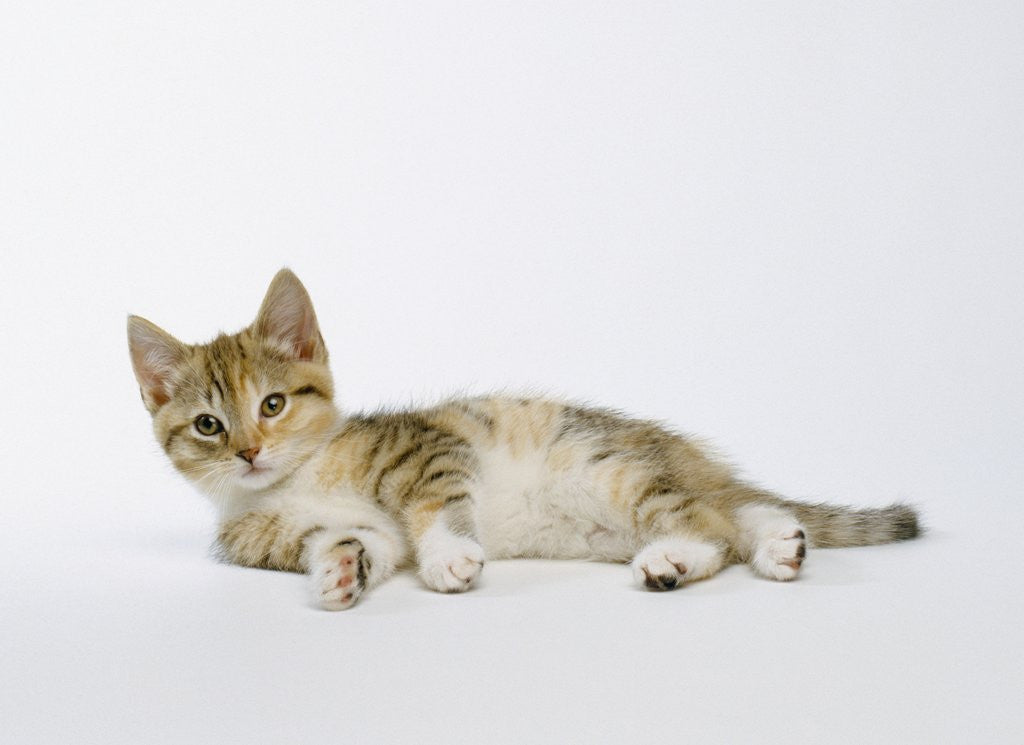 Detail of Relaxed Kitten by Anonymous