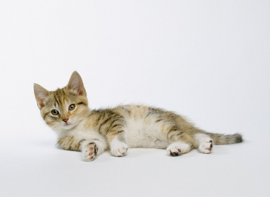 Detail of Relaxed Kitten by Corbis