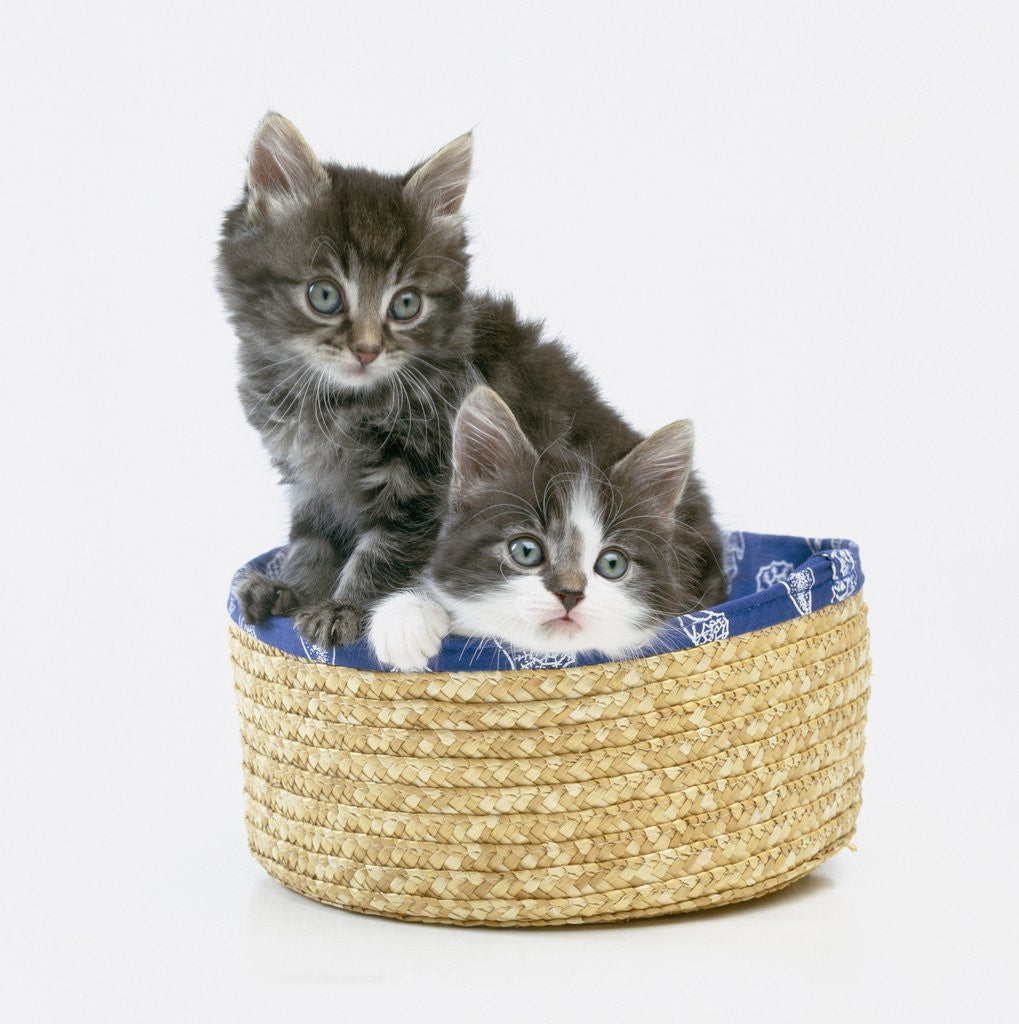 Detail of Kittens in Sewing Basket by Anonymous