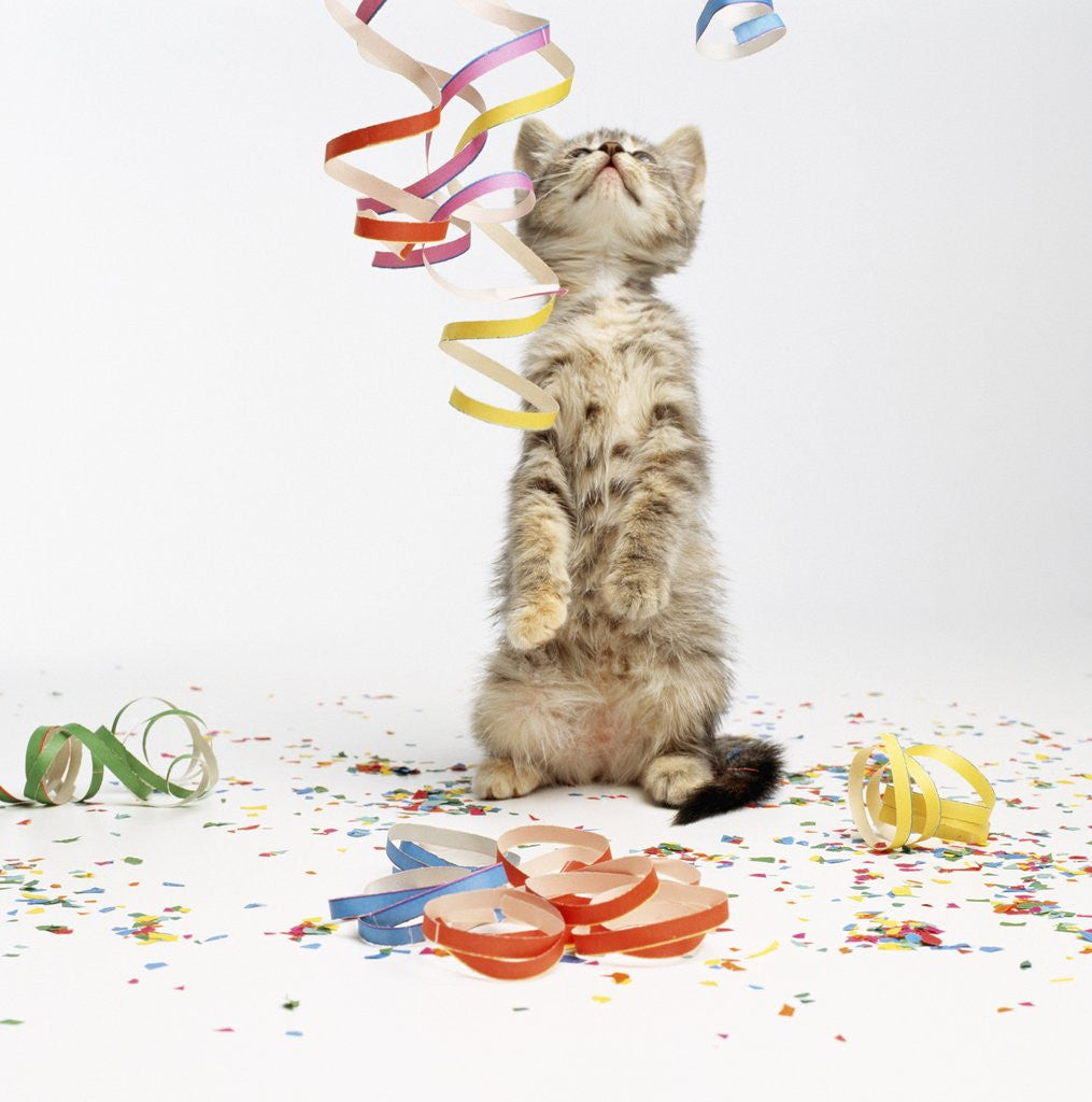 Detail of Kitten at Party by Anonymous
