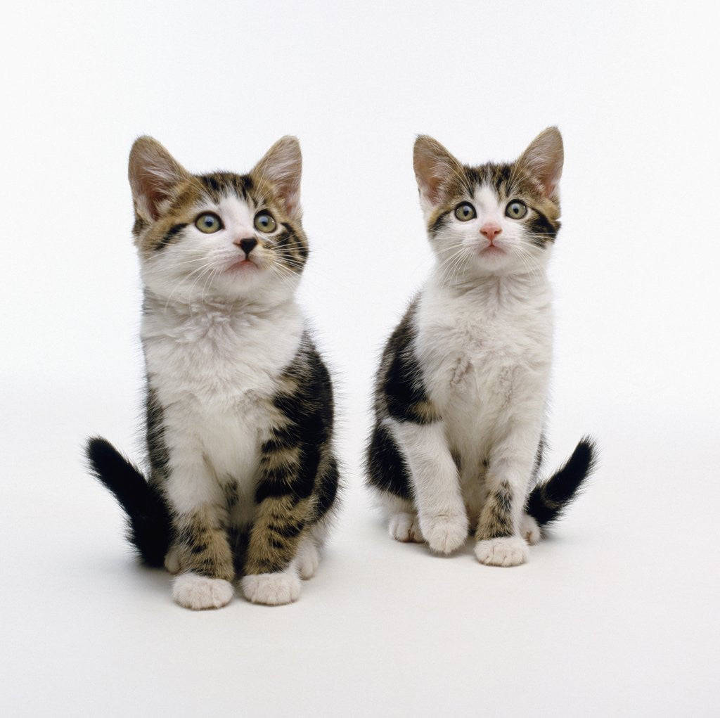 Detail of Pair of Kittens by Anonymous