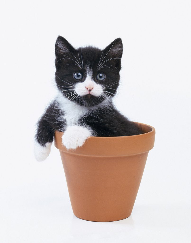 Detail of Kitten in Flower Pot by Corbis