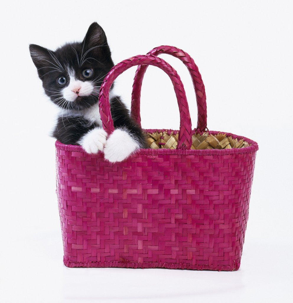 Detail of Kitten in Basket by Anonymous