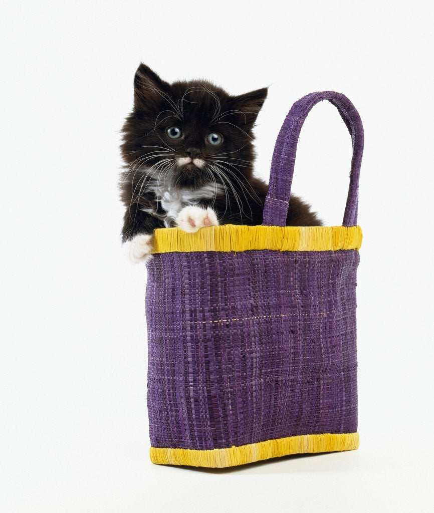 Detail of Kitten in a Tote Bag by Corbis