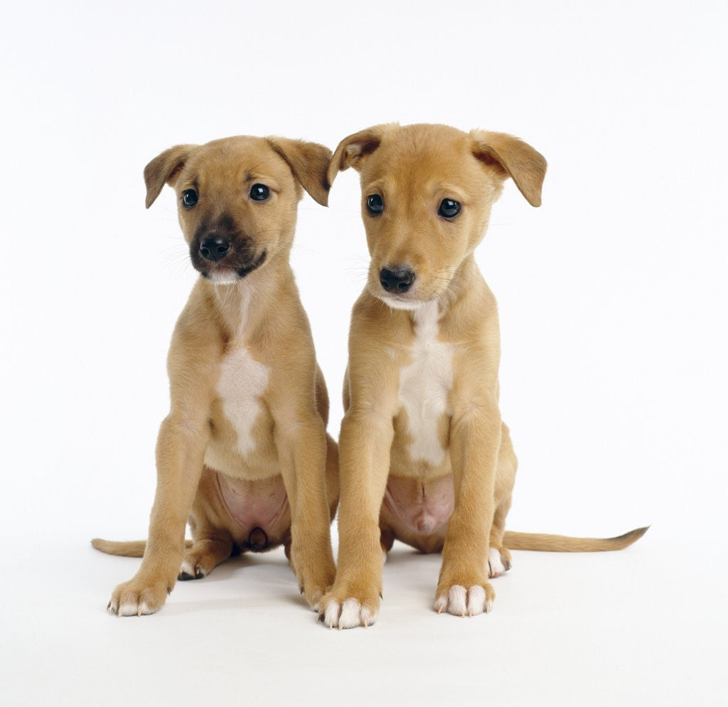 Detail of Puppies by Anonymous