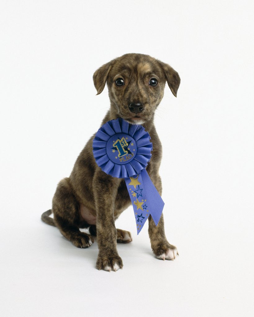 Detail of Pit Bull Puppy with 1st Place Ribbon by Corbis