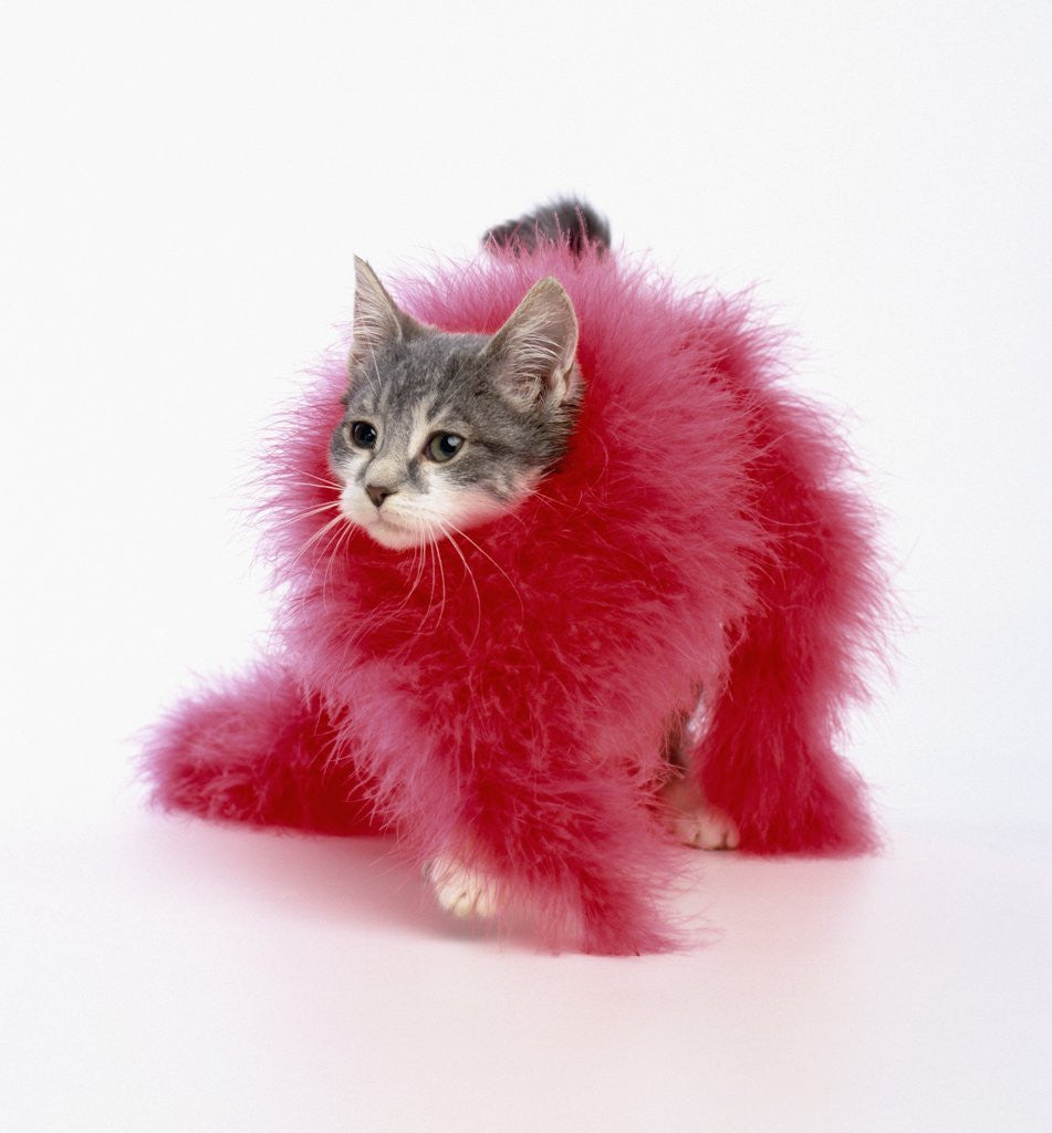 Detail of Kitten Wearing Feather Boa by Anonymous