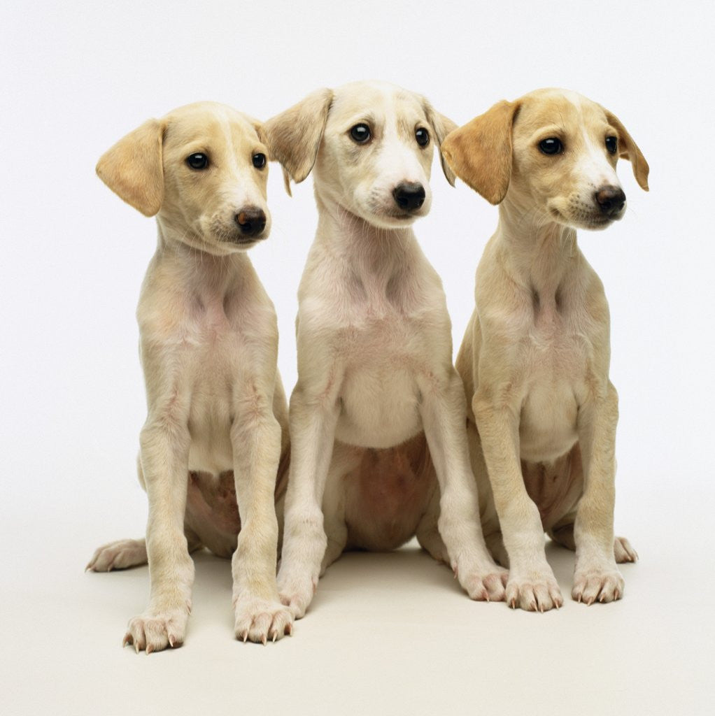 Whippet lurcher deals cross