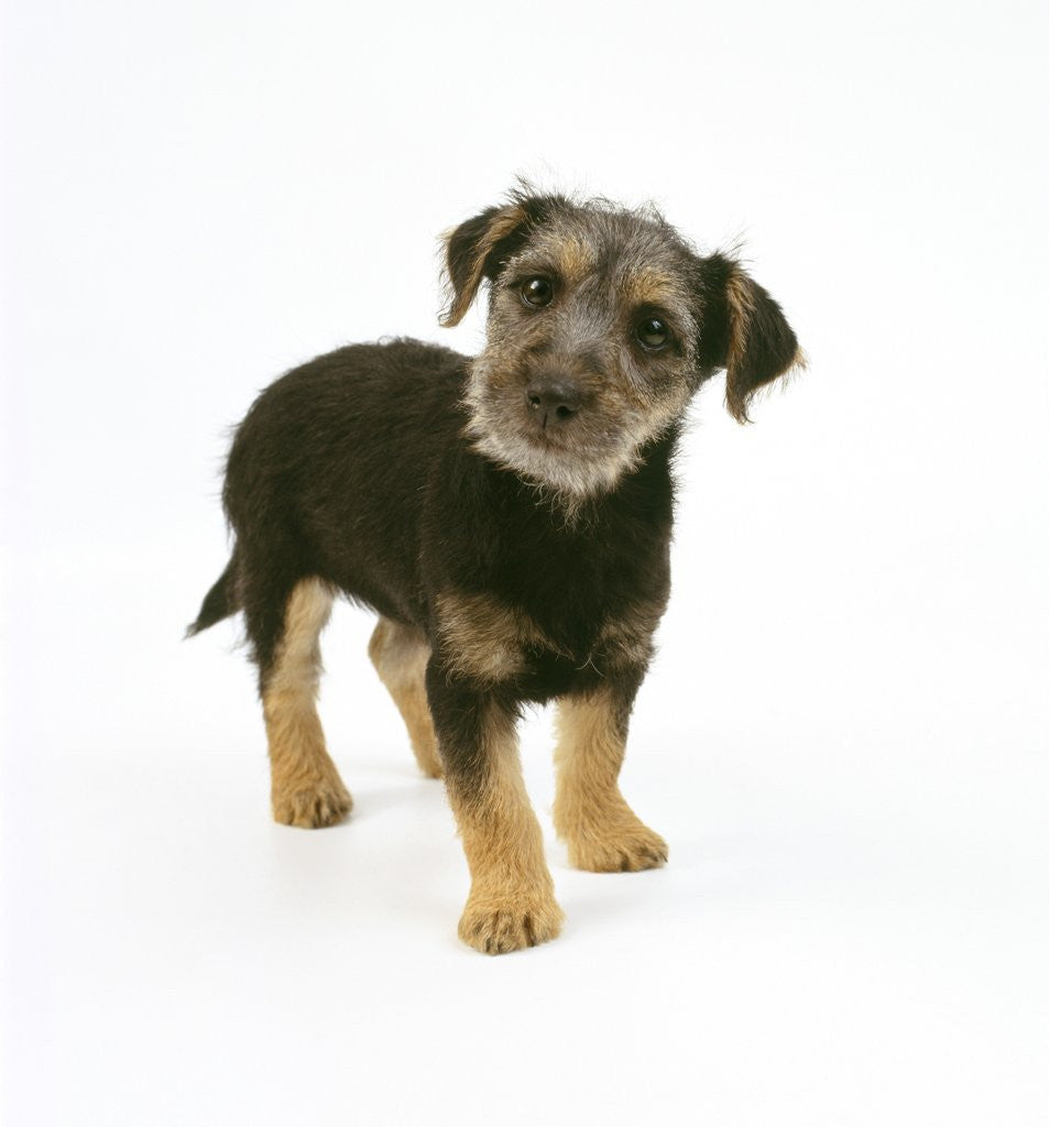 Detail of Mixed Terrier Puppy by Anonymous