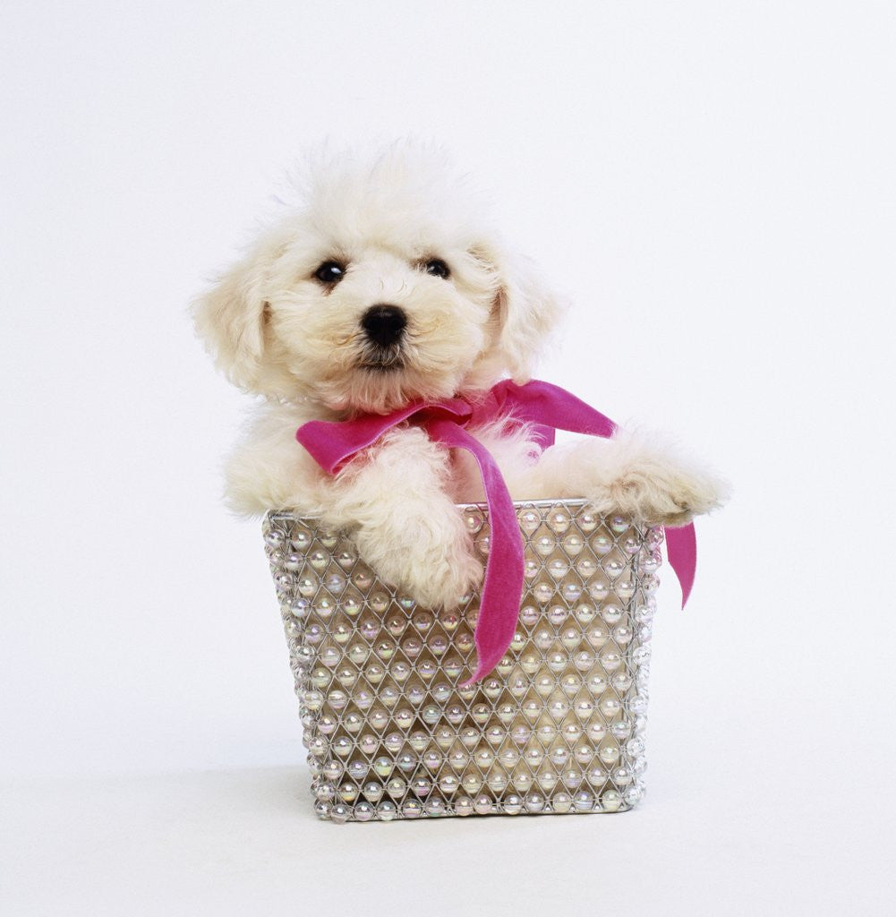 Detail of Bichon Frise Puppy by Anonymous