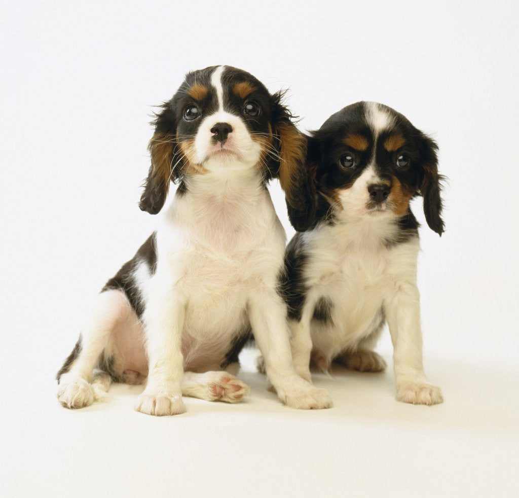 Detail of Cavalier King Charles Spaniel Puppies by Anonymous