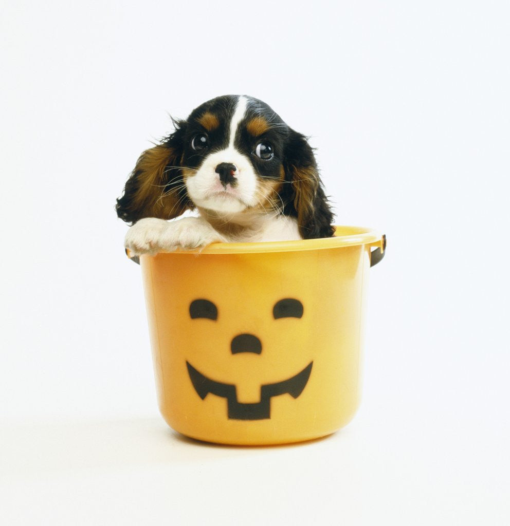 Detail of Cavalier King Charles Spaniel Puppy by Anonymous