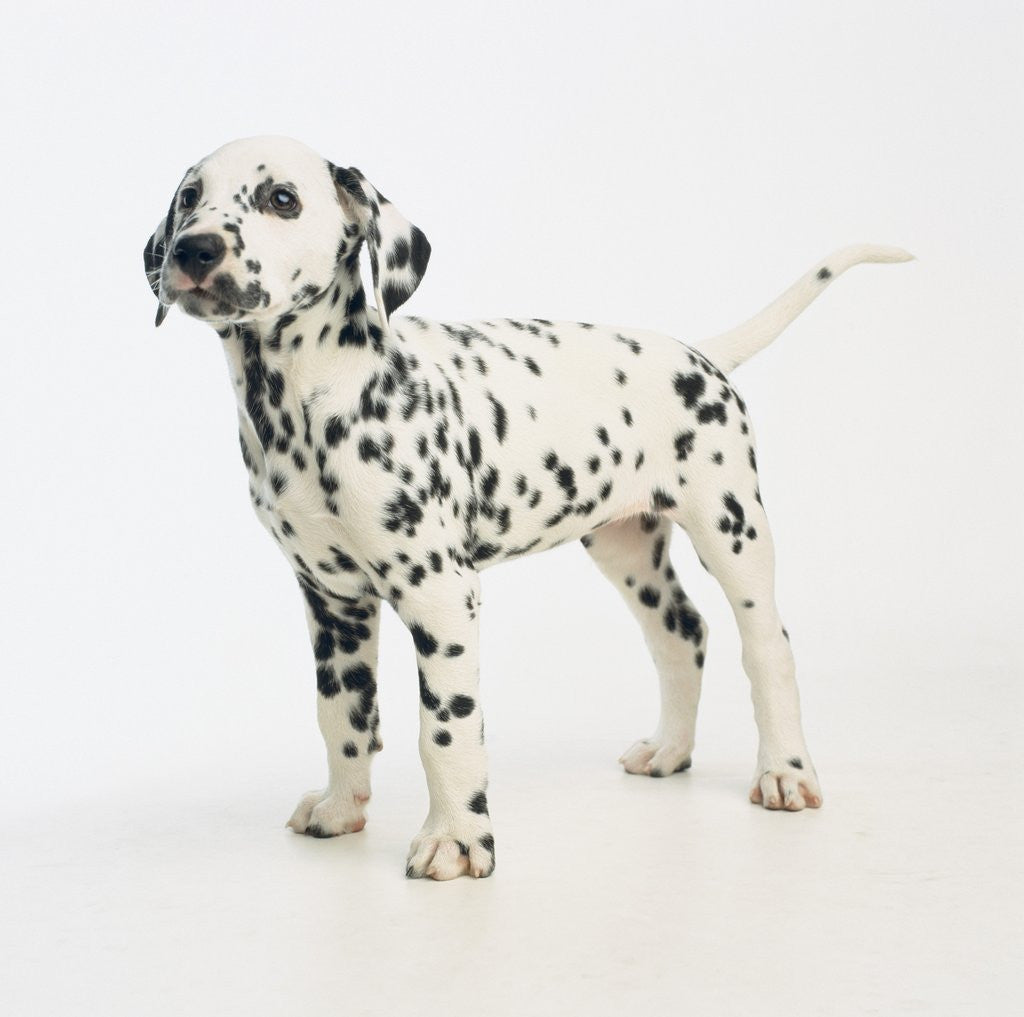 Detail of Dalmatian Puppy by Anonymous