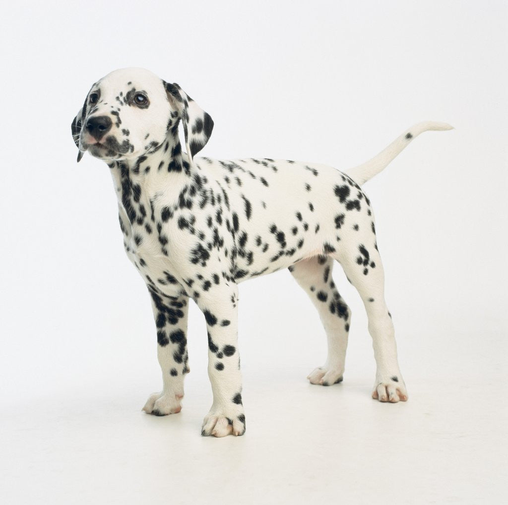 Detail of Dalmatian Puppy by Corbis