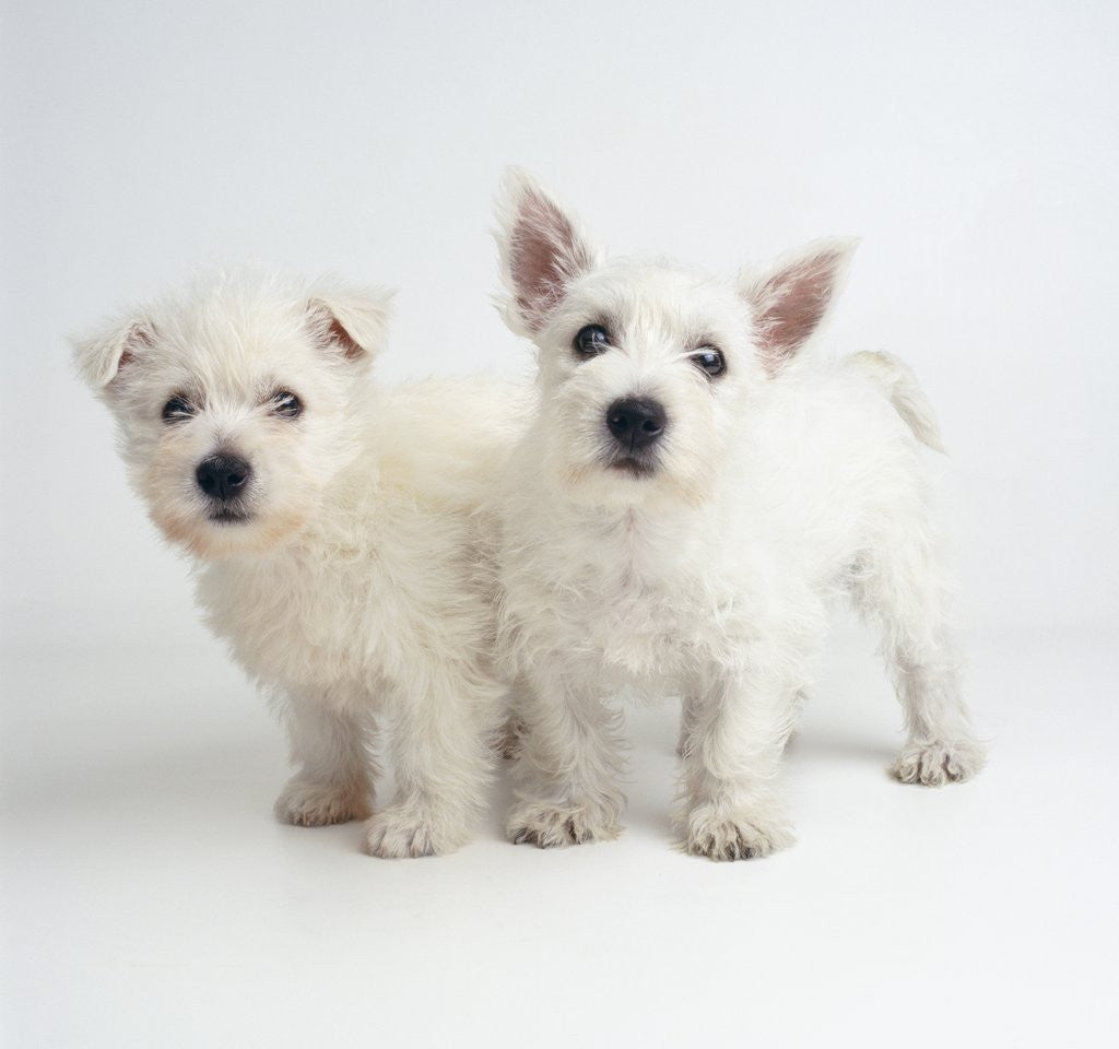Detail of West Highland White Terrier Puppies by Anonymous