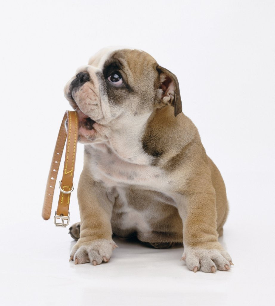 Detail of Bulldog Holding Collar by Anonymous