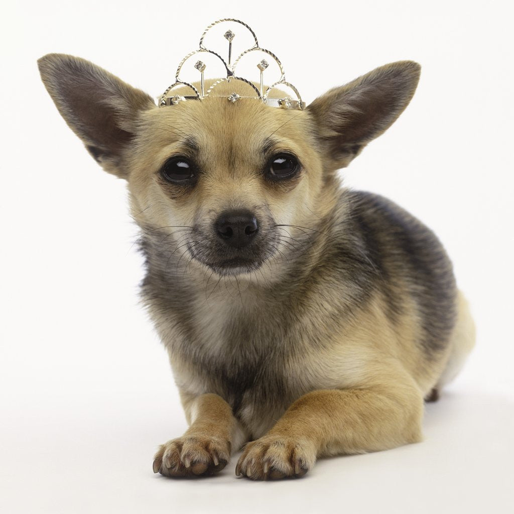 Detail of Chihuahua in Tiara by Corbis