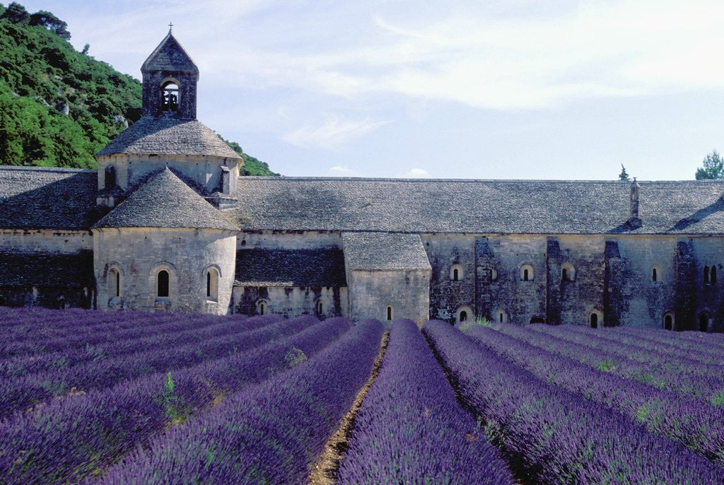 Detail of Lavender Field at Abbeye du Senanque by Anonymous
