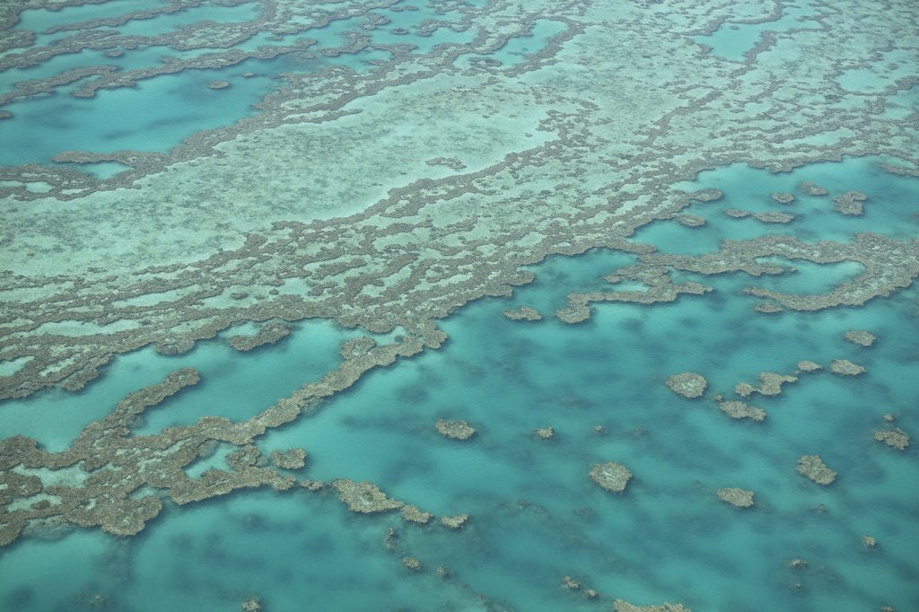 Detail of Aerial view of the Great Barrier Reef, Queensland, Australia by Anonymous