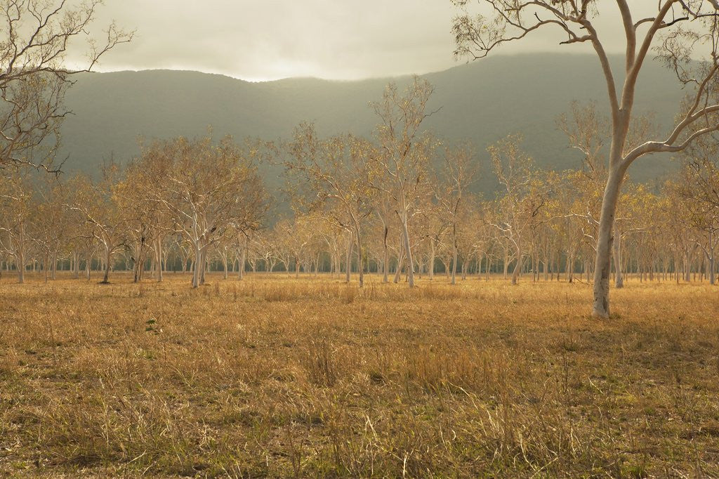 Detail of View of gum trees in Australian outback by Anonymous