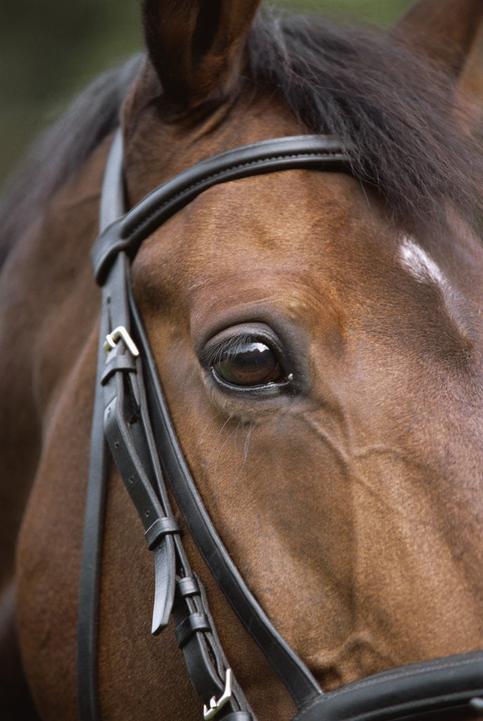 Detail of Bay Horse in Bridle by Anonymous