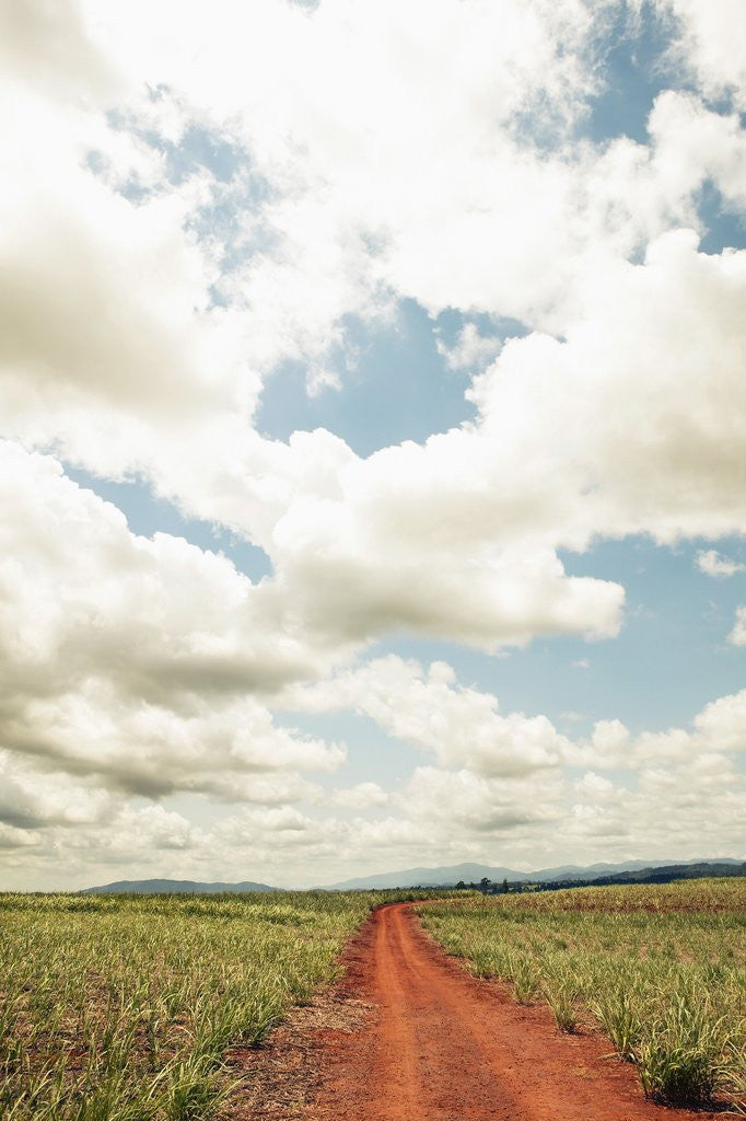 Detail of View of a red dirt road through a field by Anonymous