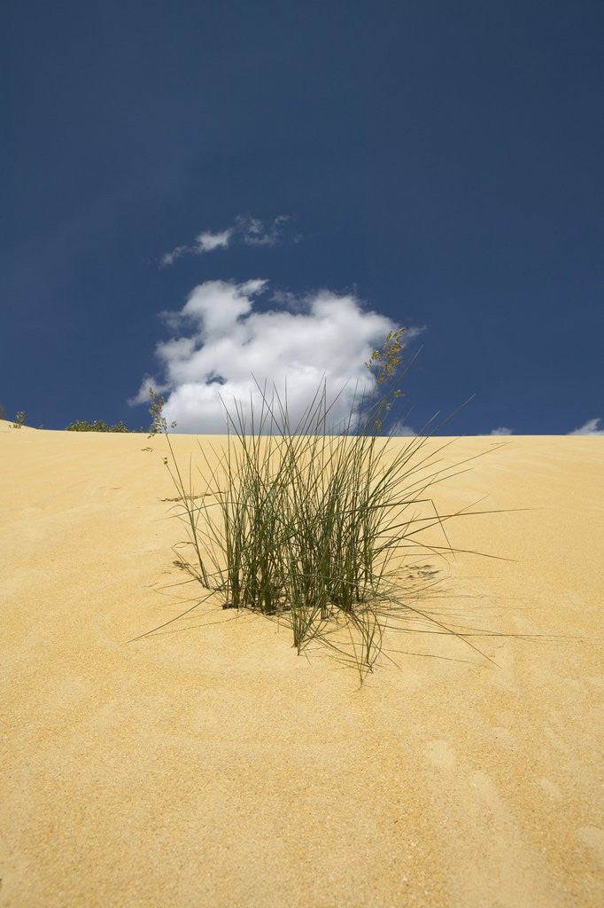 Detail of View of plants growing in sand dune by Anonymous