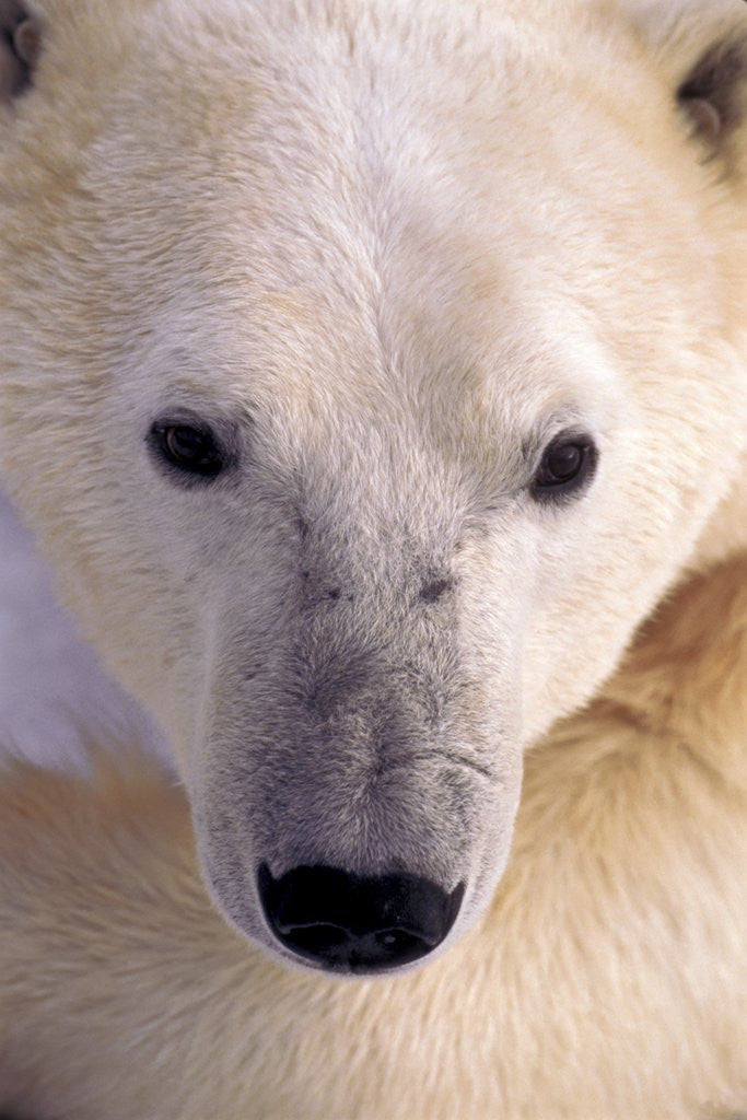 Detail of Polar bear by Corbis