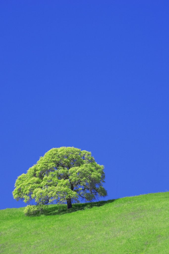 Detail of Tree and Meadow by Anonymous