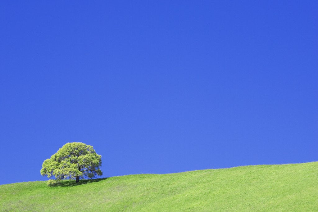 Detail of Tree and Hill by Anonymous
