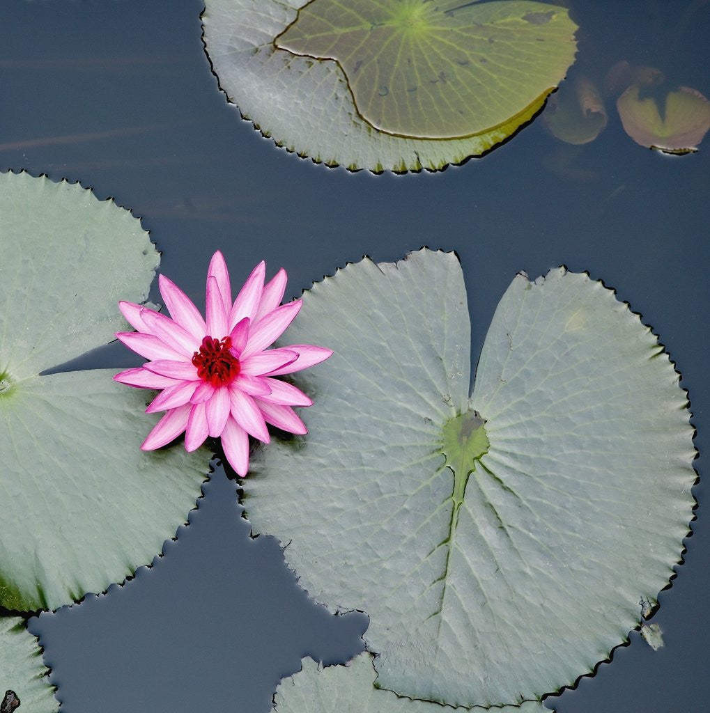 Detail of Water Lily on Hoan Kiem Lake, Hanoi, Vietnam by Corbis