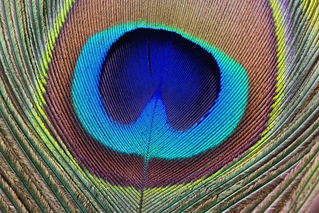 Detail of Peacock Feather by Anonymous