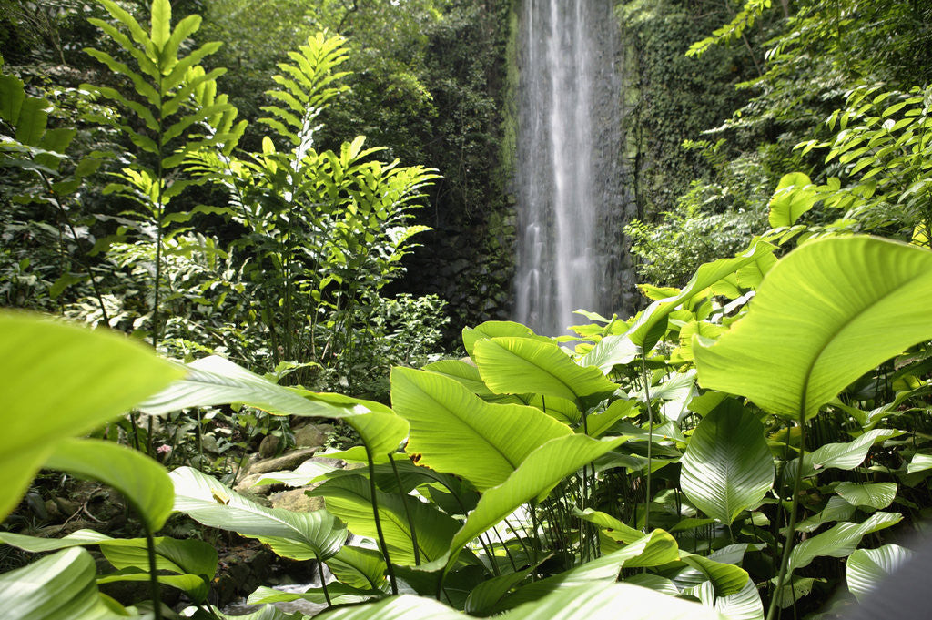 Detail of Waterfall in Rain Forest, Jurong Bird Park, Singapore by Anonymous