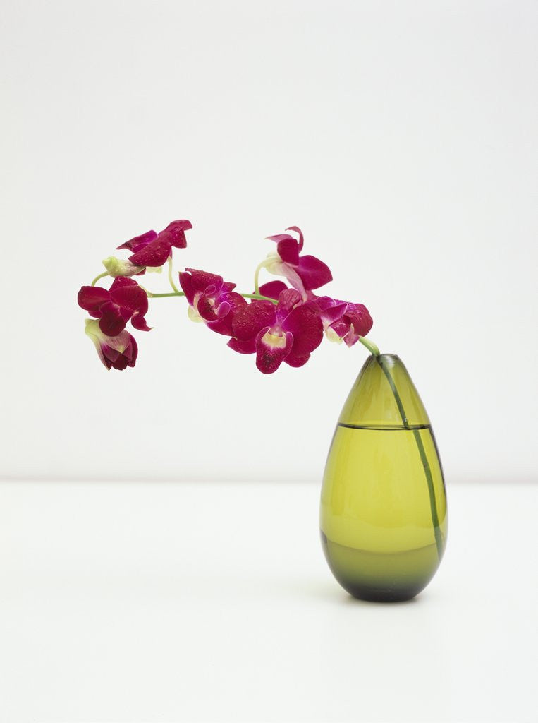 Detail of Orchid Flower in a Vase by Anonymous