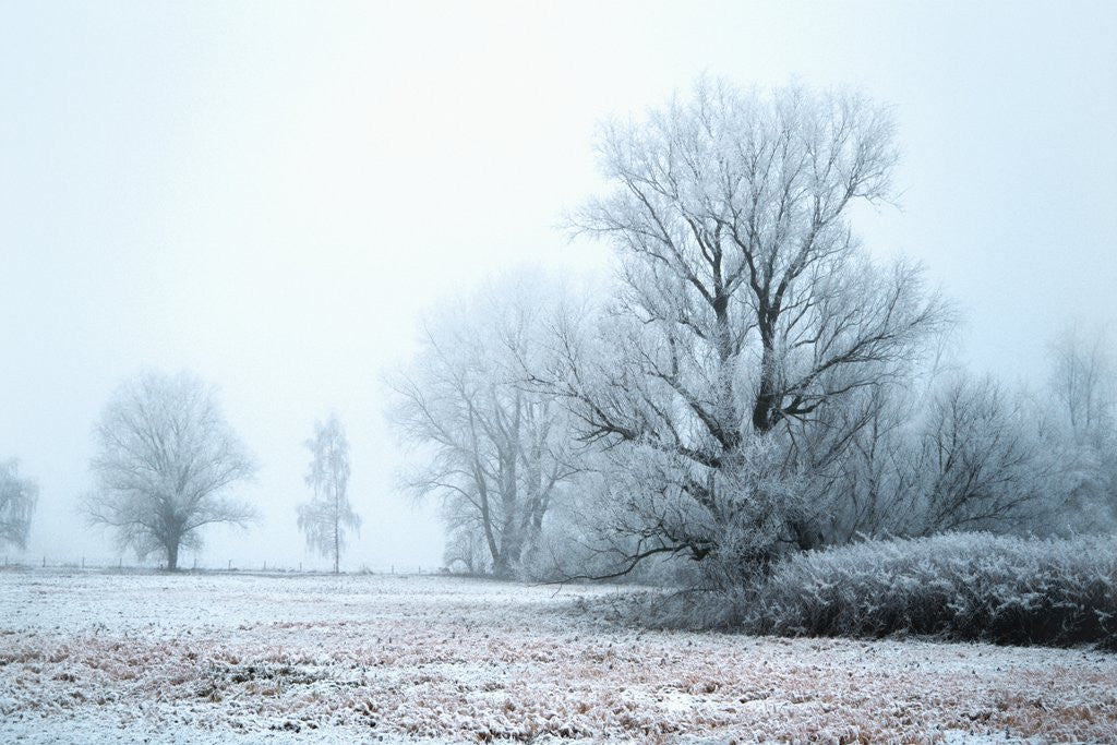 Detail of A meadow in winter by Anonymous