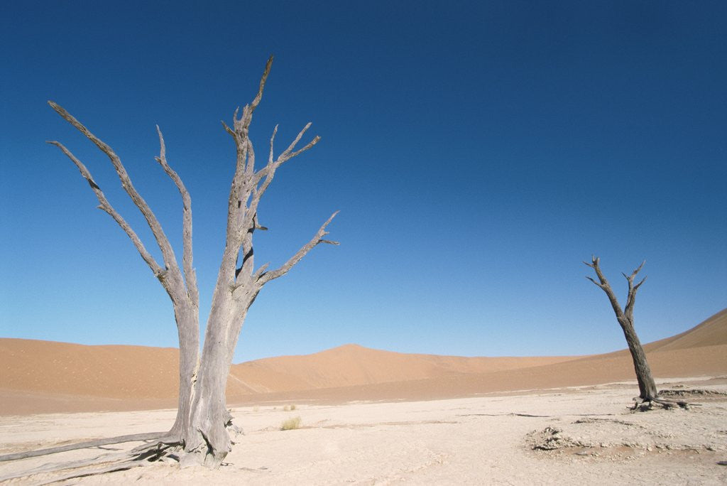 Detail of View of two dead trees in a desert by Anonymous