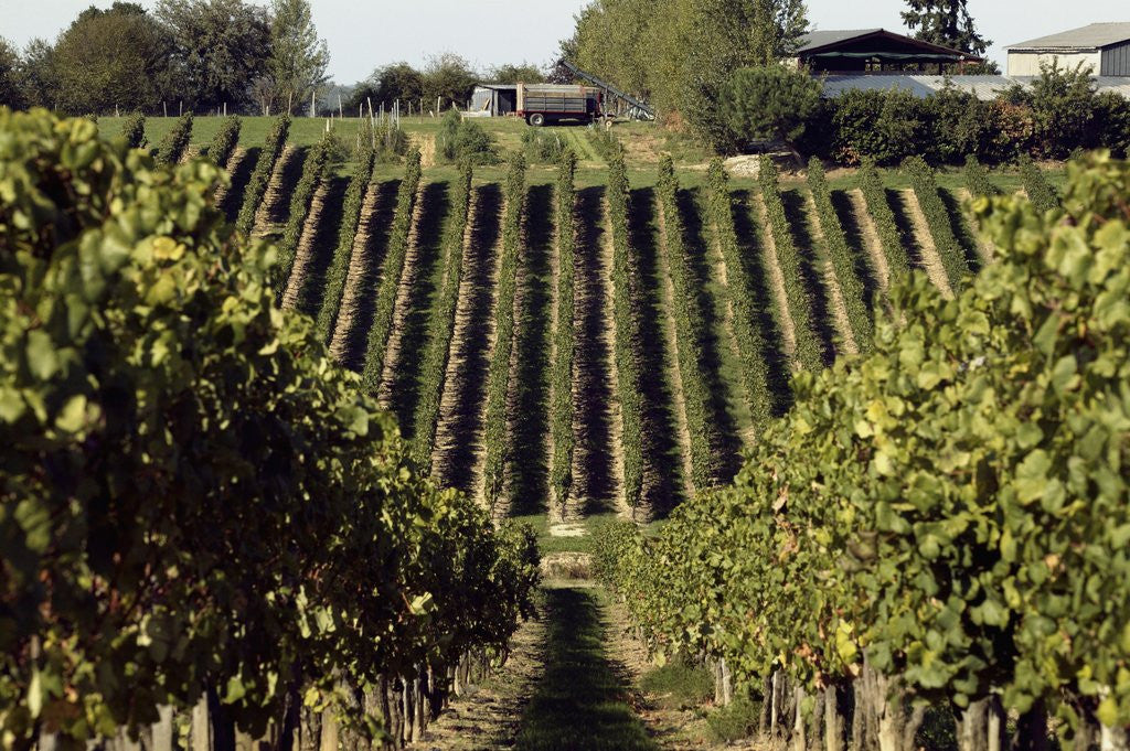 Detail of A vineyard in a rural setting by Anonymous