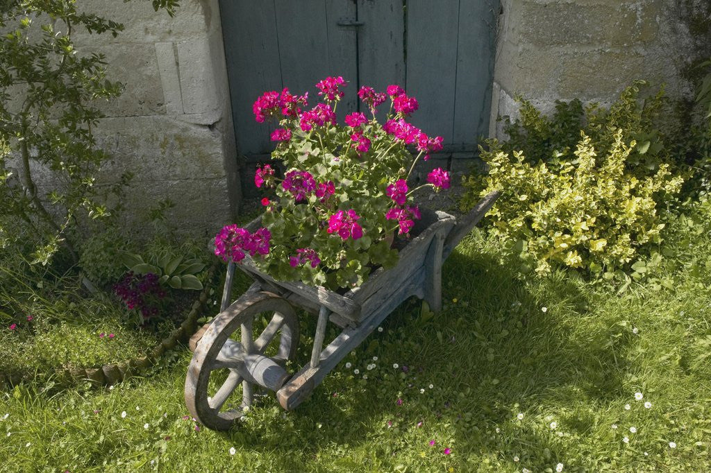 Detail of Pink Geraniums in a wheelbarrow by Anonymous