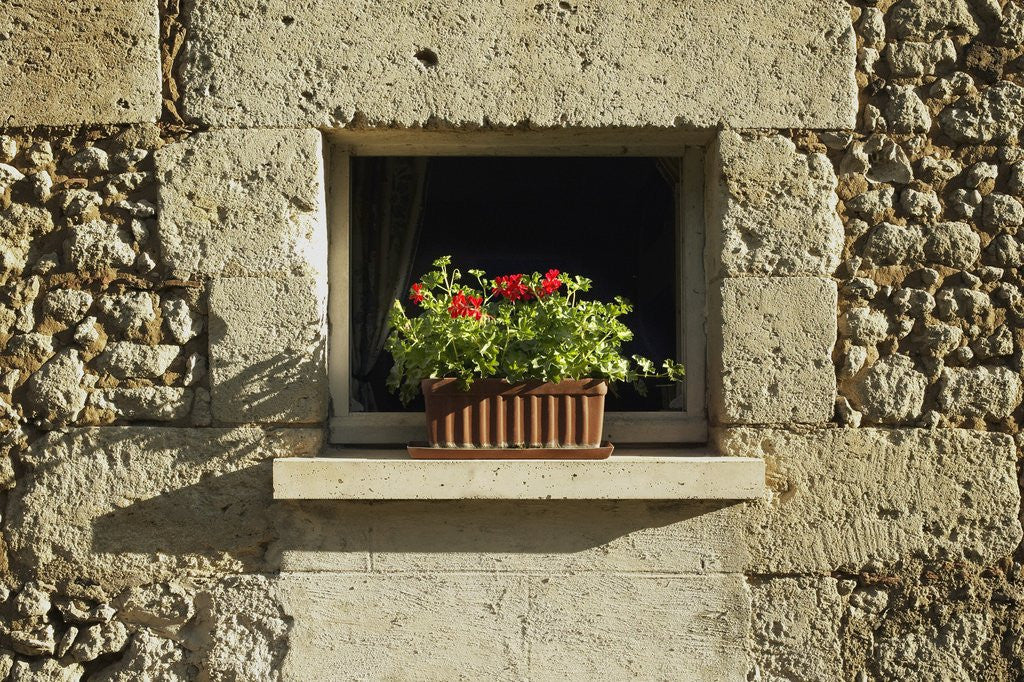 Detail of Red Geraniums on a window sill by Anonymous