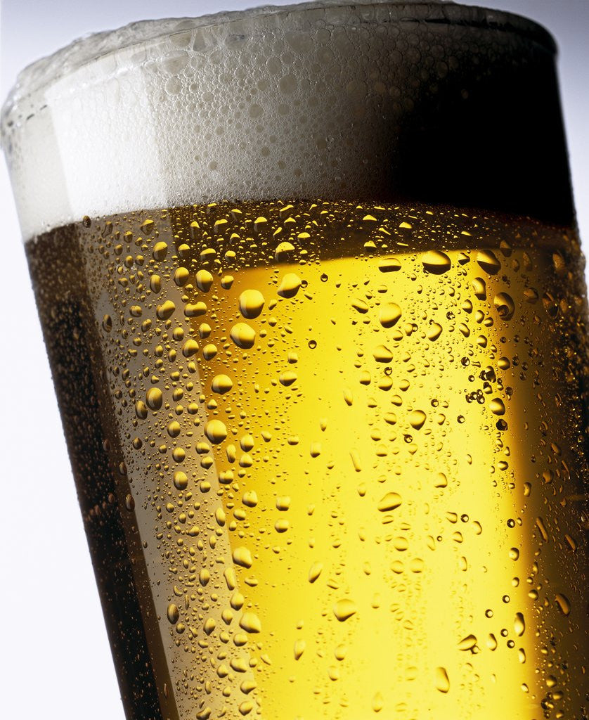 Detail of Pint of Cold Lager Beer with Foam Head by Anonymous