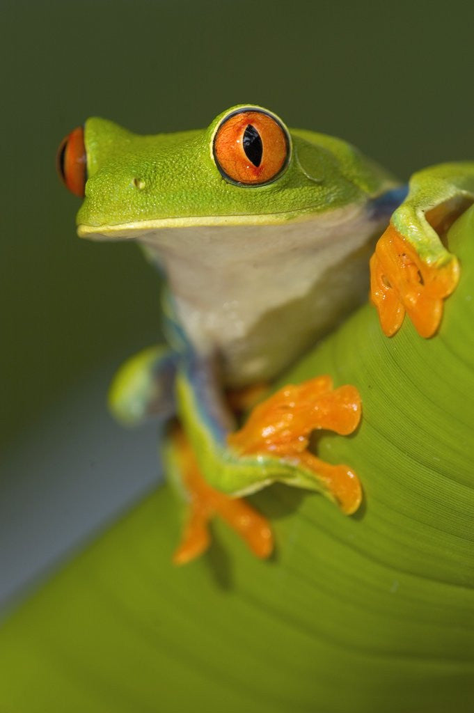 Detail of Red-Eyed Leaf Frog by Anonymous