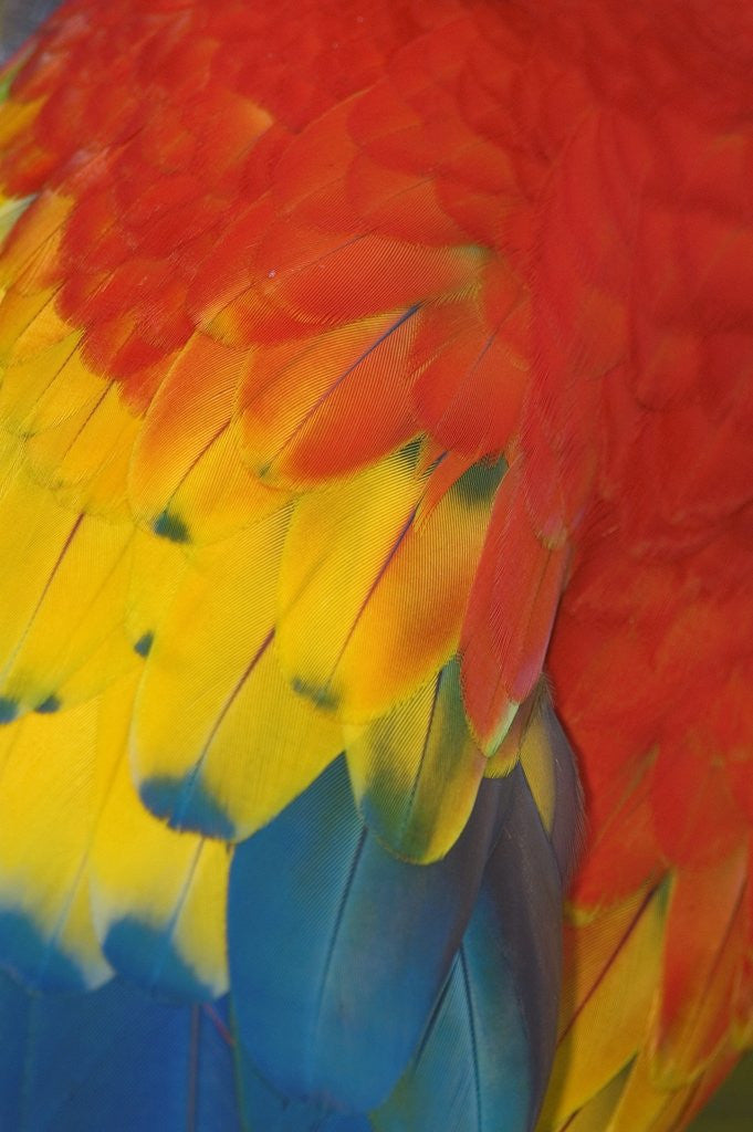 Detail of Scarlet Macaw Feathers by Anonymous