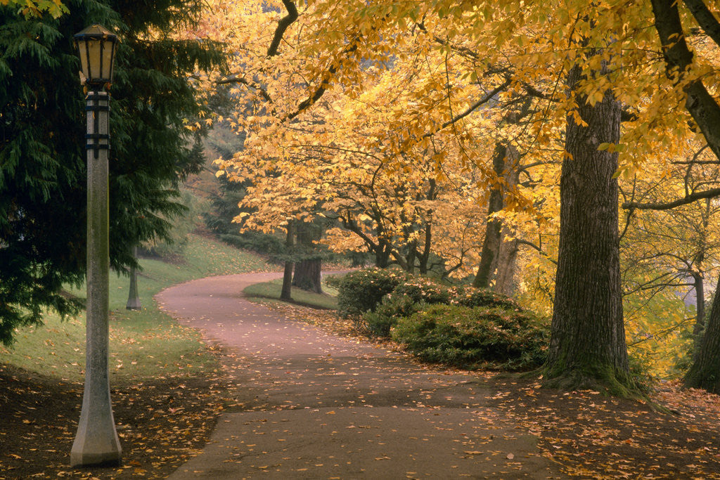 Detail of Path Under Fall foliage by Anonymous