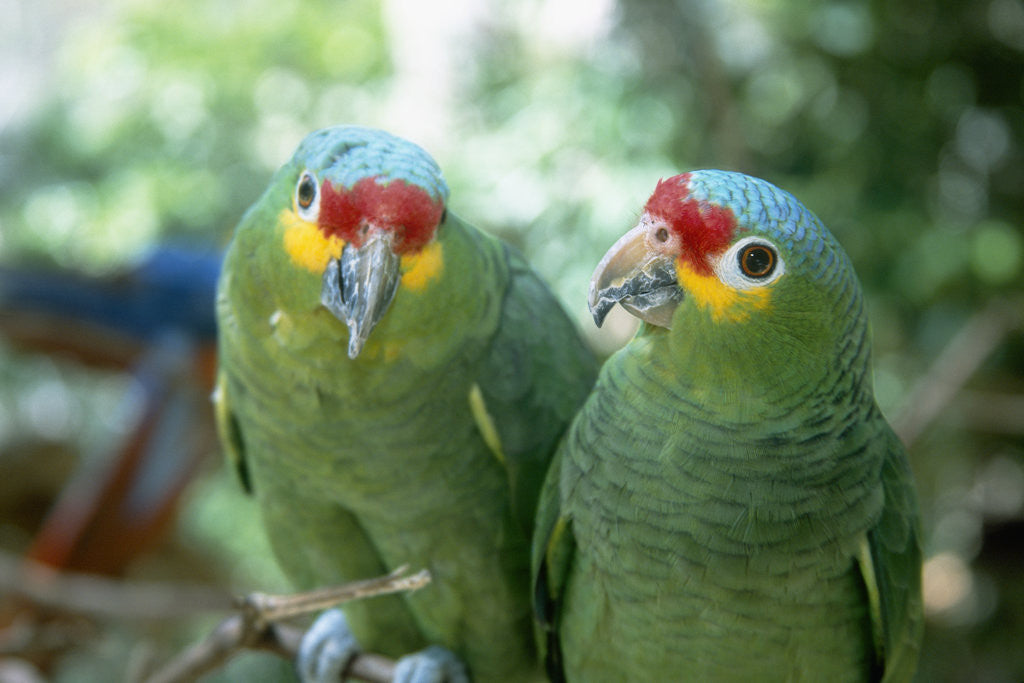 Detail of Red-Lored Amazon Parrots by Anonymous
