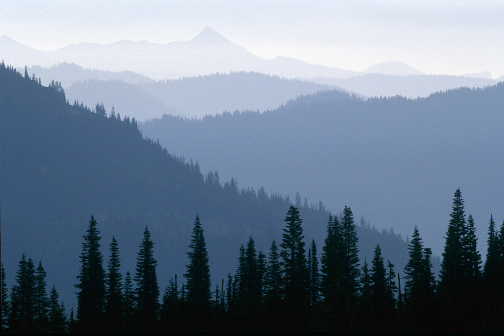 Detail of Fog in Cascade Range by Anonymous