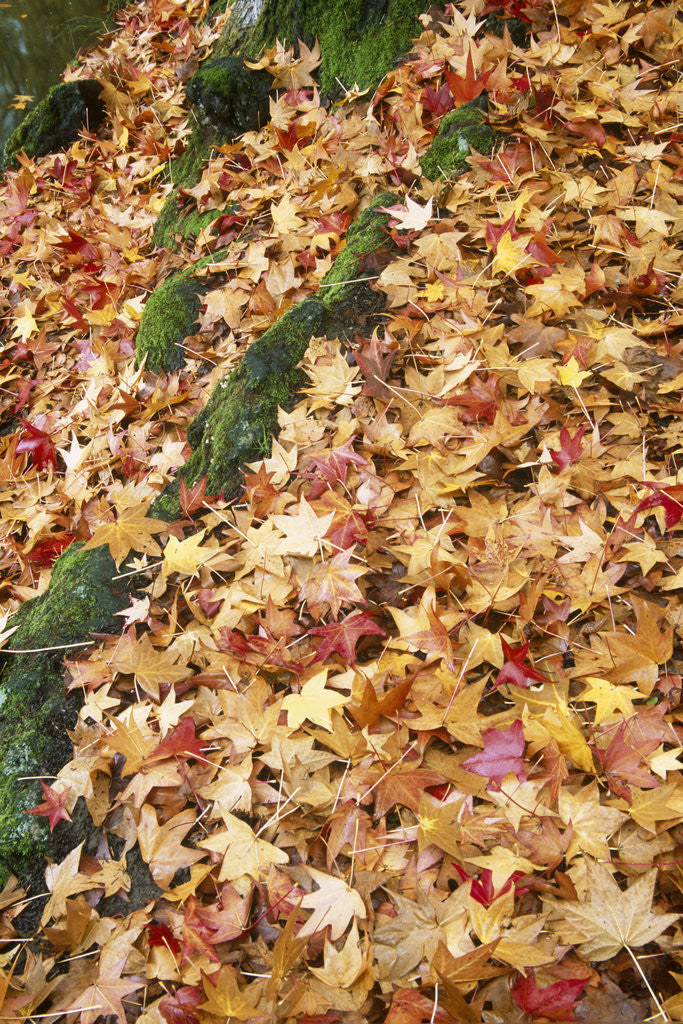 Detail of Leaves in Fall Color in Park by Anonymous