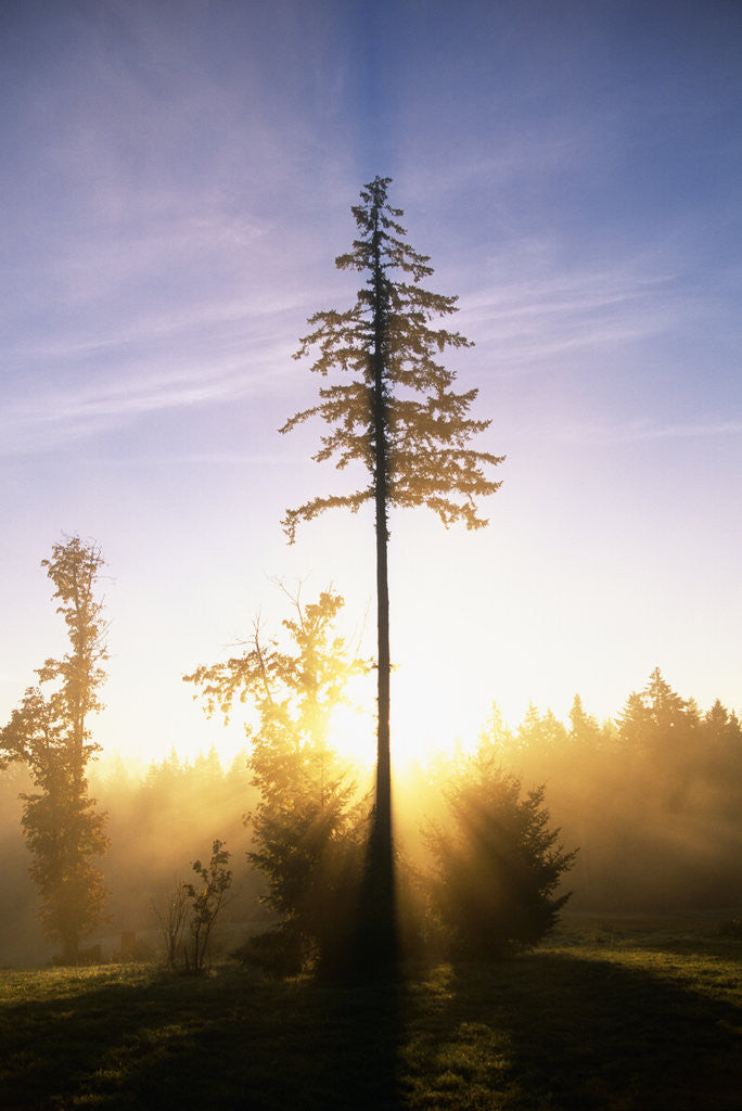 Detail of Fog at Sunrise by Anonymous
