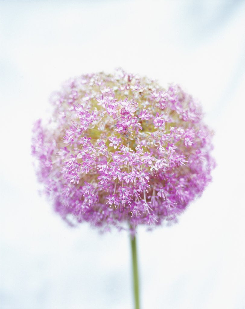Detail of Purple Allium by Anonymous