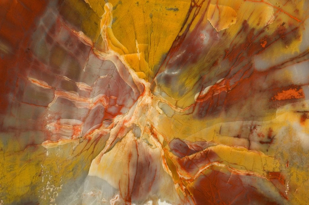Detail of Cross-Section of Petrified Wood by Corbis